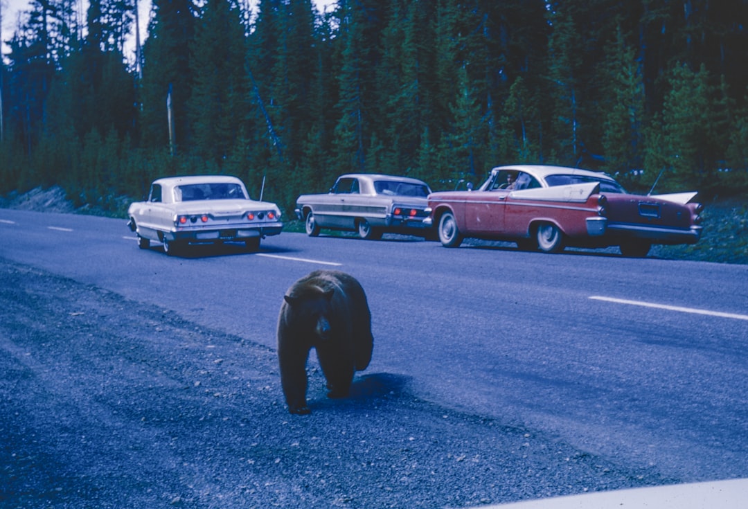 Run-Flat Tires: Pros, Cons & Are They Worth It?